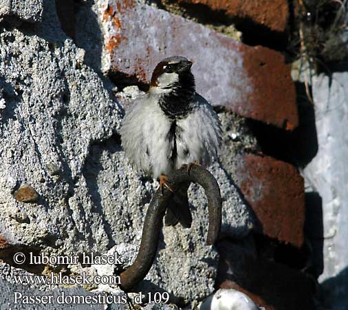 Passer domesticus d109