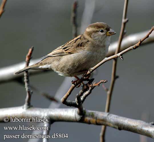 Passer domesticus d5804