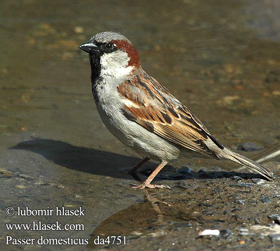 Passer domesticus da4751