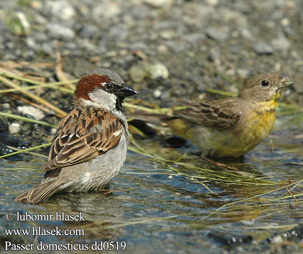 Passer domesticus dd0519