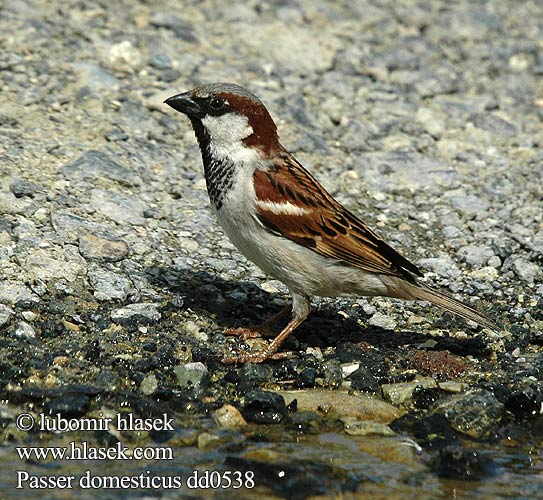 Passer domesticus dd0538