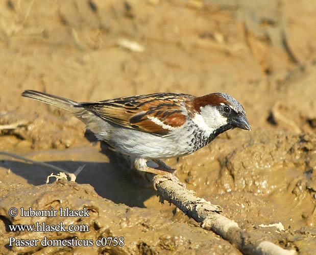 Passer domesticus e0758