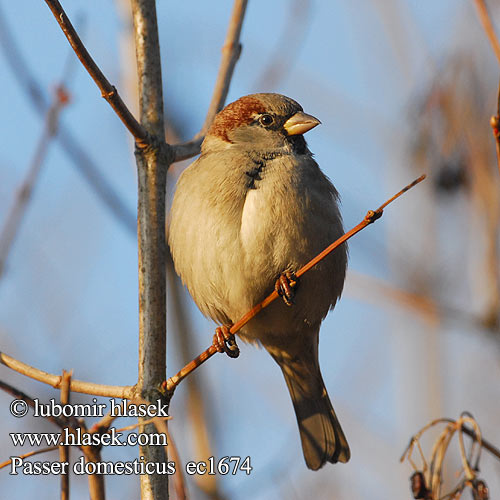 Passer domesticus ec1674