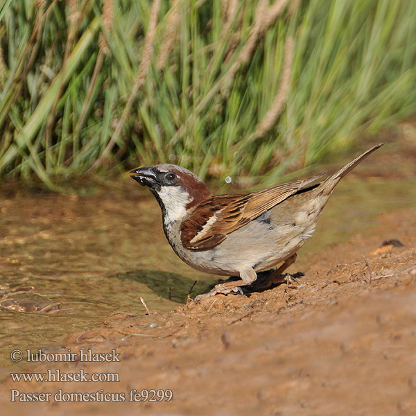 Passer domesticus fe9299