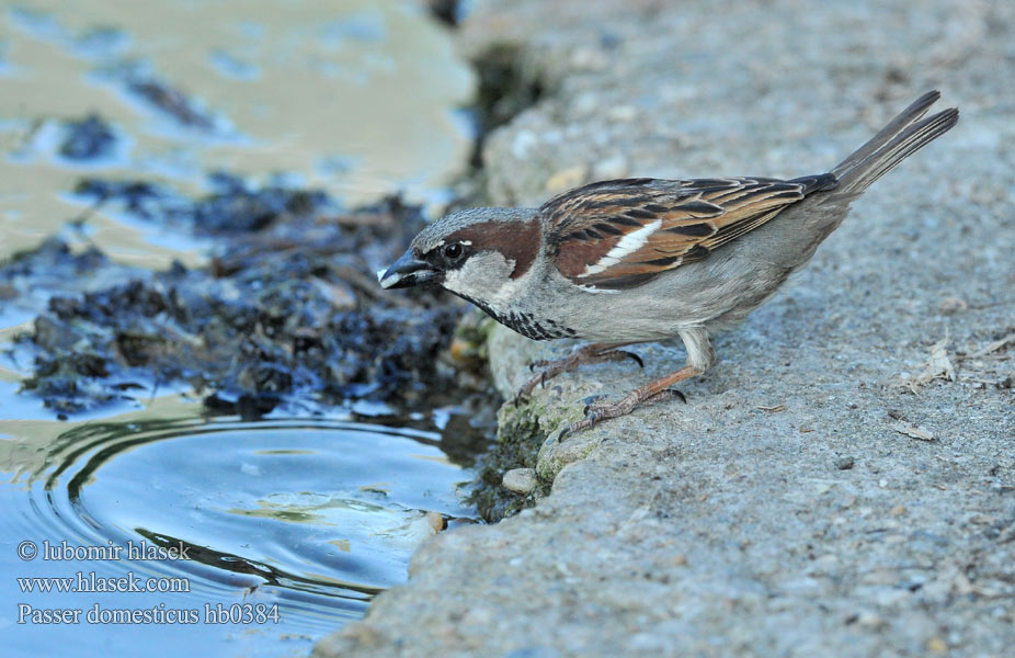 Passer domesticus hb0384