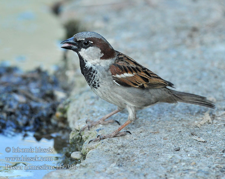 Passer domesticus hb0396