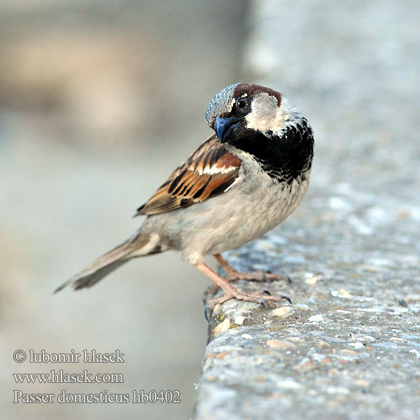 Passer domesticus hb0402