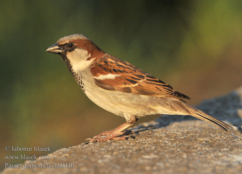 Passer domesticus hb0410