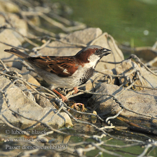 Passer domesticus hb0493