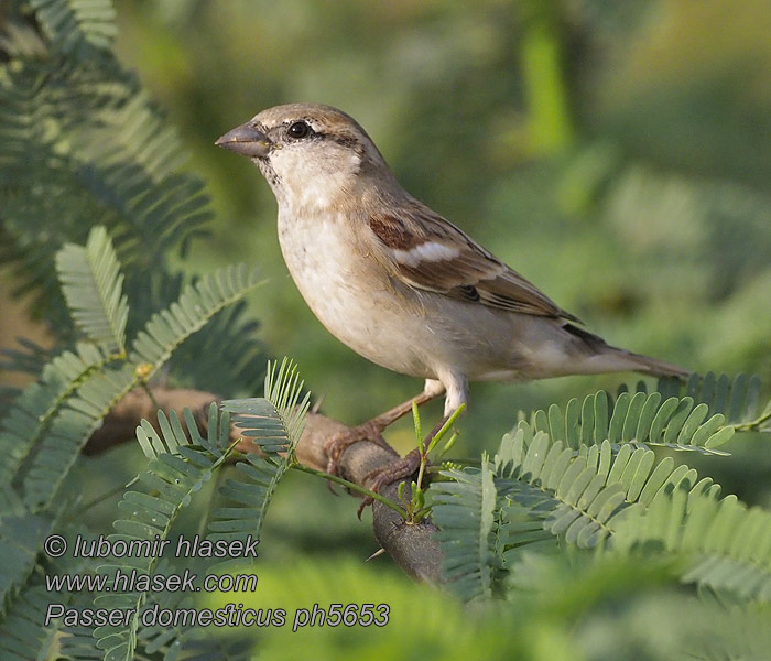 Горобець хатній Huismossie Serçe Passer domesticus