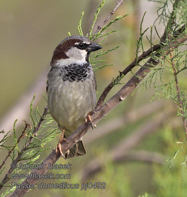 العصفور الدوري Σπουργίτης Pardal Passer domesticus