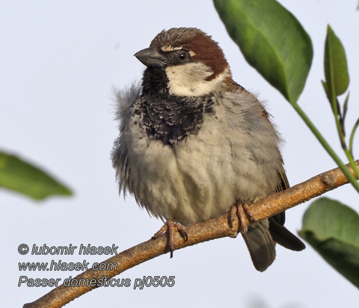 Домовой воробей イエスズメ Passer domesticus