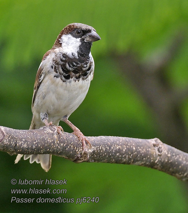 Gorrión comun Gråsparv 家麻雀 Passer domesticus