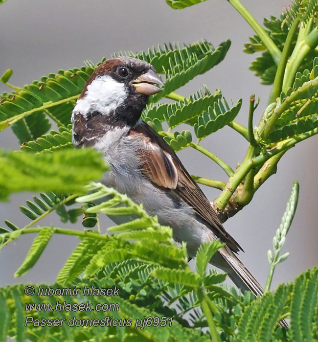 Vrabec domový Vrabec domácí Passer domesticus