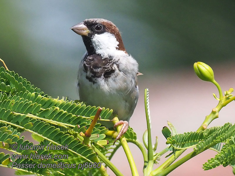 Passero domestico Házi veréb Haussperling Wróbel domowy Passer domesticus
