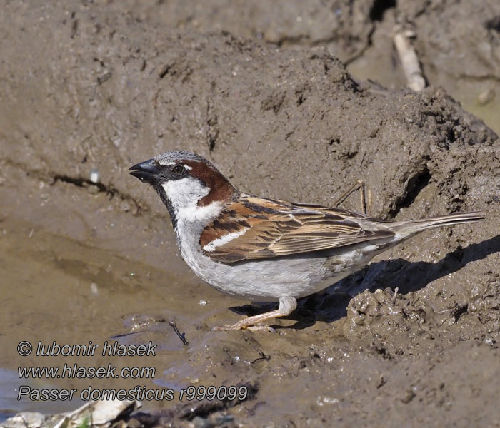 House Sparrow Gråspurv Varpunen Moineau domestique Huismus Passer domesticus