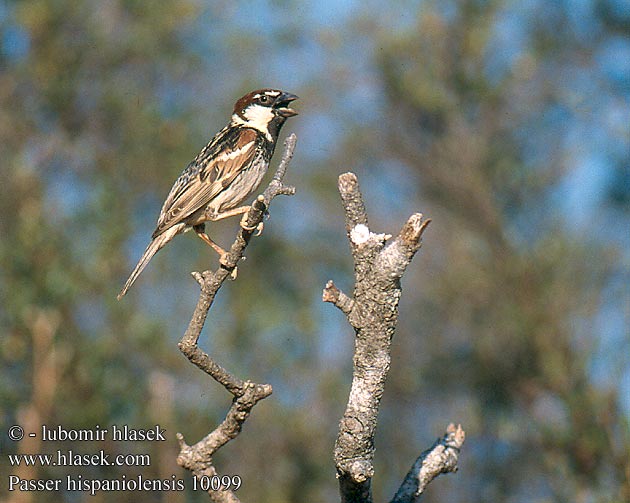 Passer hispaniolensis Spanish Sparrow Weidensperling Moineau espagnol Gorrión Moruno Vrabec pokřovní Spansk Spurv Spaanse Mus Pajuvarpunen Passera sarda Middelhavsspurv Spansk sparv 黑胸麻雀 Черногрудый испанский воробей スペインスズメ العصفور الأندلسي Χωραφοσπουργίτης Pardal-espanhol Горобець чорногрудий Söğüt serçesi דרור ספרדי