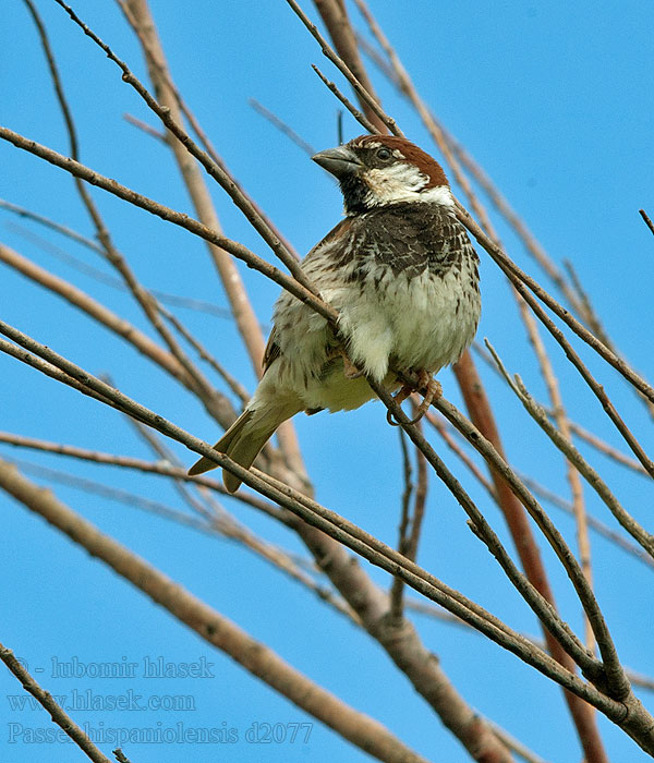 Passera sarda Middelhavsspurv Spansk sparv 黑胸麻雀 Passer hispaniolensis