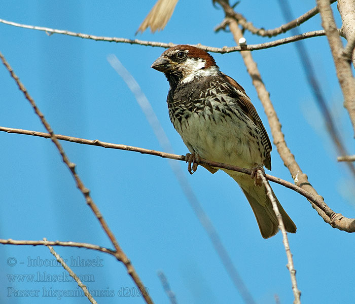 Moineau espagnol Gorrión Moruno Passer hispaniolensis