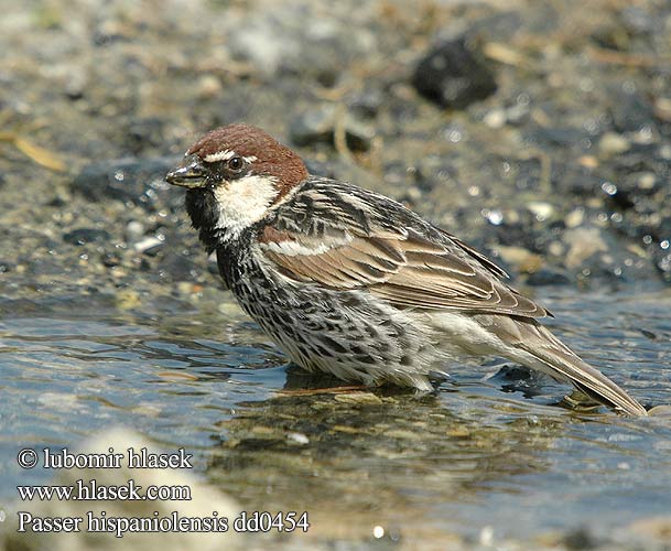 Горобець чорногрудий Söğüt serçesi דרור ספרדי Passer hispaniolensis Spanish Sparrow Weidensperling Moineau espagnol Gorrión Moruno Vrabec pokřovní Spansk Spurv Spaanse Mus Pajuvarpunen Passera sarda Middelhavsspurv Spansk sparv 黑胸麻雀 Черногрудый испанский воробей スペインスズメ العصفور الأندلسي Χωραφοσπουργίτης Pardal-espanhol