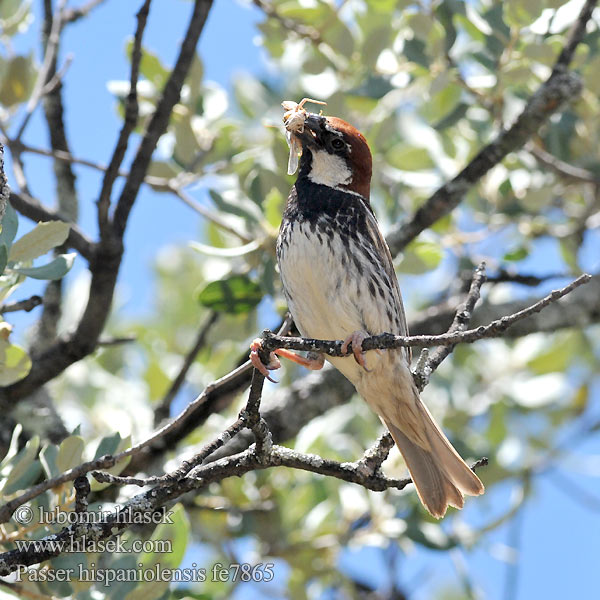 Söğüt serçesi דרור ספרדי Passer hispaniolensis Spanish Sparrow Weidensperling Moineau espagnol Gorrión Moruno Vrabec pokřovní Spansk Spurv Spaanse Mus Pajuvarpunen Passera sarda Middelhavsspurv Spansk sparv 黑胸麻雀 Черногрудый испанский воробей スペインスズメ العصفور الأندلسي Χωραφοσπουργίτης Pardal-espanhol Горобець чорногрудий