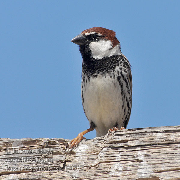 Passer hispaniolensis Spanish Sparrow Weidensperling