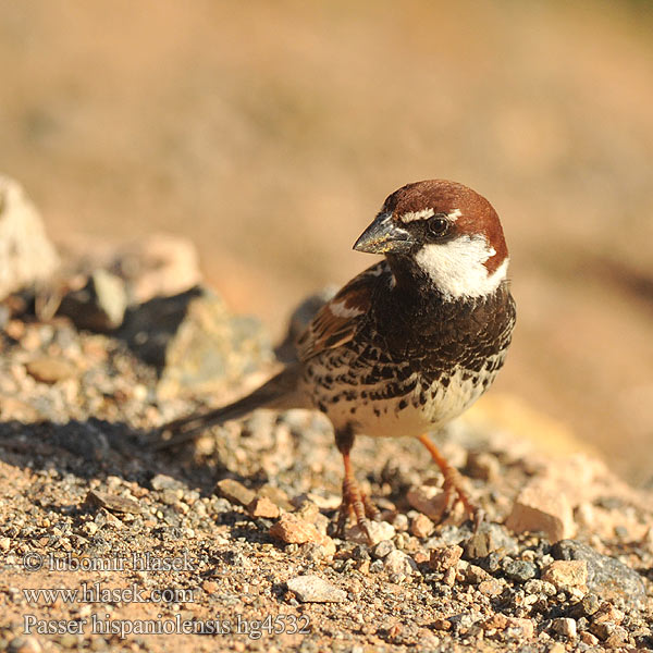 Passer hispaniolensis Черногрудый испанский воробей דרור ספרד