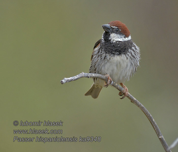 Spanish Sparrow Weidensperling Moineau espagnol Gorrión Moruno Passer hispaniolensis