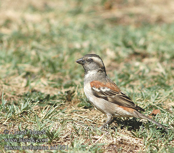 Passer melanurus Cape Sparrow Kapspurv Sirkkuvarpunen Moineau Cap Kaapse mus Passero Capo Kapsperling Vrabec kapsk Gorrin El Cabo Gewone mossie Tswere Gewone Mossie