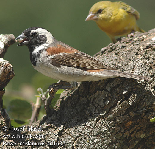 Passer melanurus Cape Sparrow Kapspurv Sirkkuvarpunen Moineau Cap Kaapse mus Passero Capo Kapsperling Vrabec kapsk Gorrin Cabo Gewone mossie Tswere Gewone Mossie