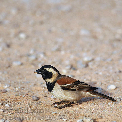 Moineau Cap Kaapse mus Passero Capo Kapsperling Vrabec kapský Gorrión Cabo Gewone mossie Tswere uNdlunkulu Ingqabe Serobele ホオグロスズメ Wróbel czarnoglowy blady Pardal cabo Воробей капский Passer melanurus Cape Sparrow Kapspurv Sirkkuvarpunen