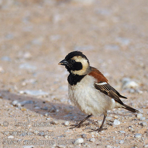 Vrabec kapský Gorrión Cabo Gewone mossie Tswere uNdlunkulu Ingqabe Serobele ホオグロスズメ Wróbel czarnoglowy blady Pardal cabo Воробей капский Passer melanurus Cape Sparrow Kapspurv Sirkkuvarpunen Moineau Cap Kaapse mus Passero Capo Kapsperling