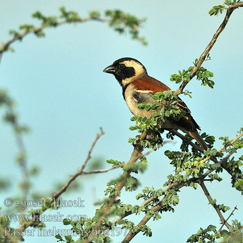 Gewone mossie Tswere uNdlunkulu Ingqabe Serobele ホオグロスズメ Wróbel czarnoglowy blady Pardal cabo Воробей капский Passer melanurus Cape Sparrow Kapspurv Sirkkuvarpunen Moineau Cap Kaapse mus Passero Capo Kapsperling Vrabec kapský Gorrión Cabo