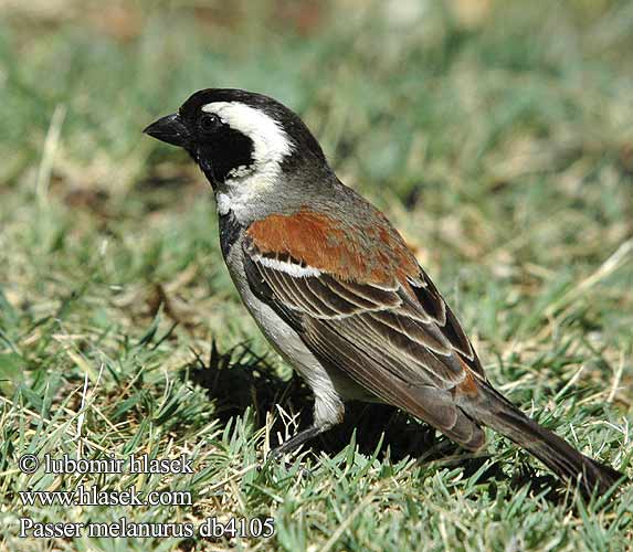 Passer melanurus Cape Sparrow Kapspurv Sirkkuvarpunen Moineau Cap Kaapse mus Passero Capo Kapsperling Vrabec kapsk Gorrin Cabo Gewone mossie Tswere Gewone Mossie