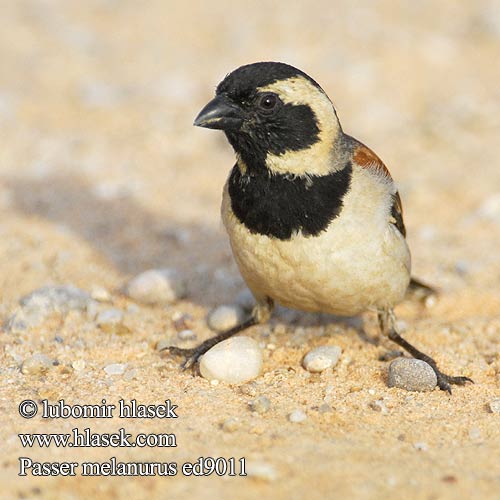 ホオグロスズメ Wróbel czarnoglowy blady Pardal cabo Воробей капский Passer melanurus Cape Sparrow Kapspurv Sirkkuvarpunen Moineau Cap Kaapse mus Passero Capo Kapsperling Vrabec kapský Gorrión Cabo Gewone mossie Tswere uNdlunkulu Ingqabe Serobele