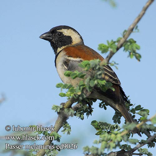 Воробей капский Passer melanurus Cape Sparrow Kapspurv Sirkkuvarpunen Moineau Cap Kaapse mus Passero Capo Kapsperling Vrabec kapský Gorrión Cabo Gewone mossie Tswere uNdlunkulu Ingqabe Serobele ホオグロスズメ Wróbel czarnoglowy blady Pardal cabo