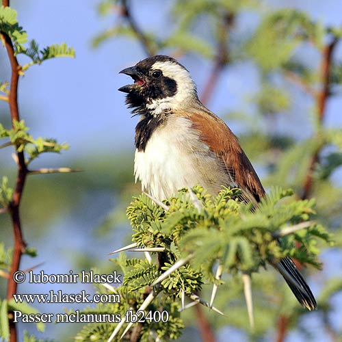 Passer melanurus fb2400