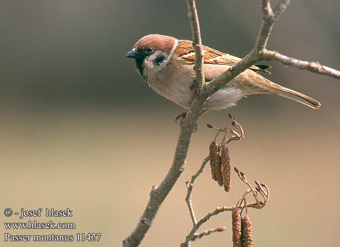 Passer montanus Tree Sparrow Feldsperling Moineau friquet