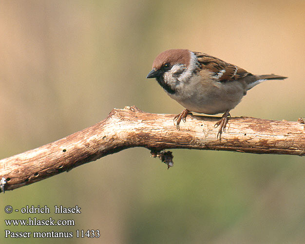 Passer montanus 11433