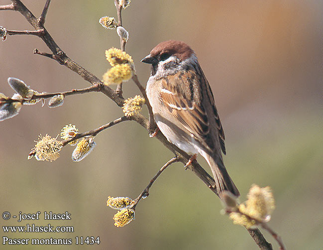 Passer montanus 11434