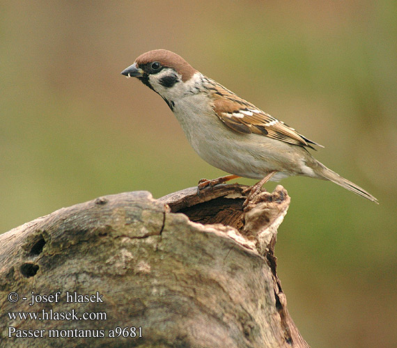 Feldsperling Moineau friquet Gorrión Molinero