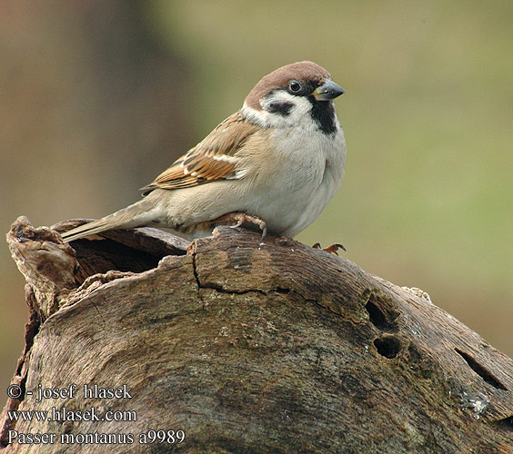 Passer montanus a9989