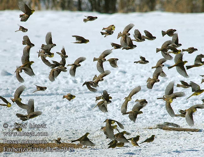 Passer montanus aa3049