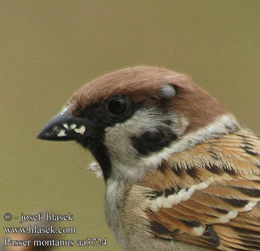 Passer montanus aa3724