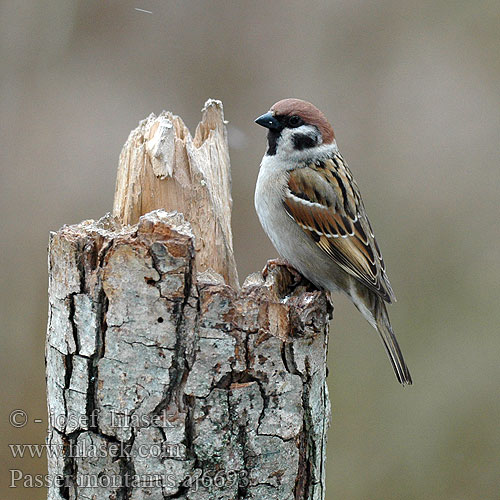 Passer montanus aj6693