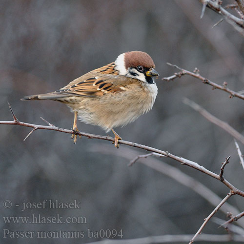 Passer montanus ba0094