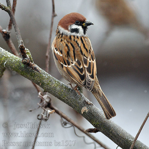 Passer montanus ba1507