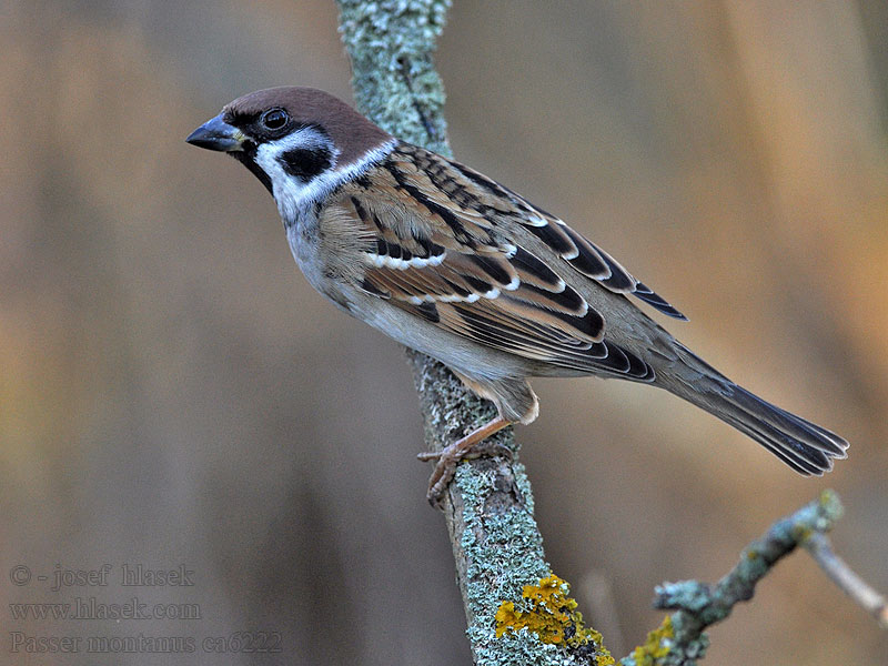 Vrabec polní Passer montanus