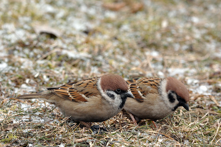 Moineau friquet Gorrión Molinero Passer montanus