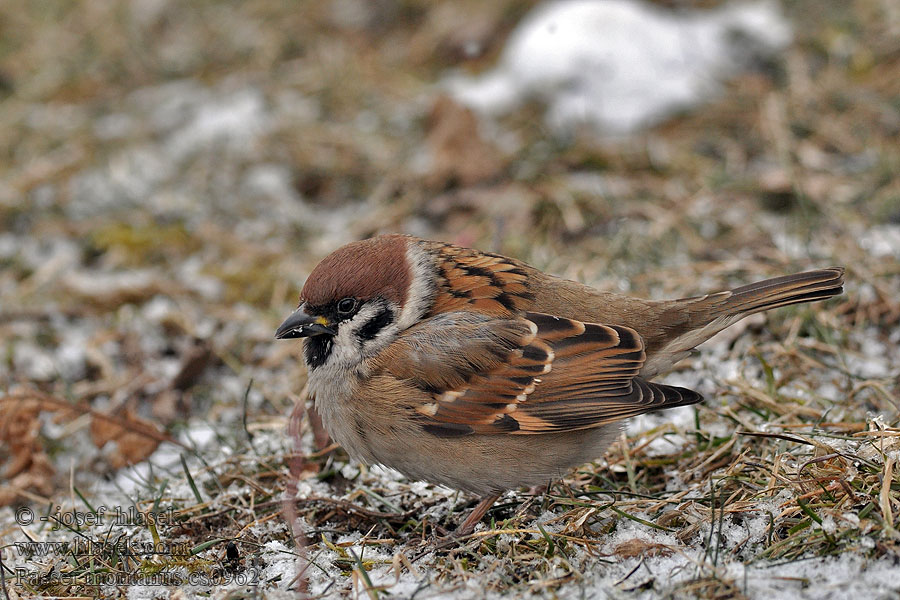 Vrabec polní Passer montanus